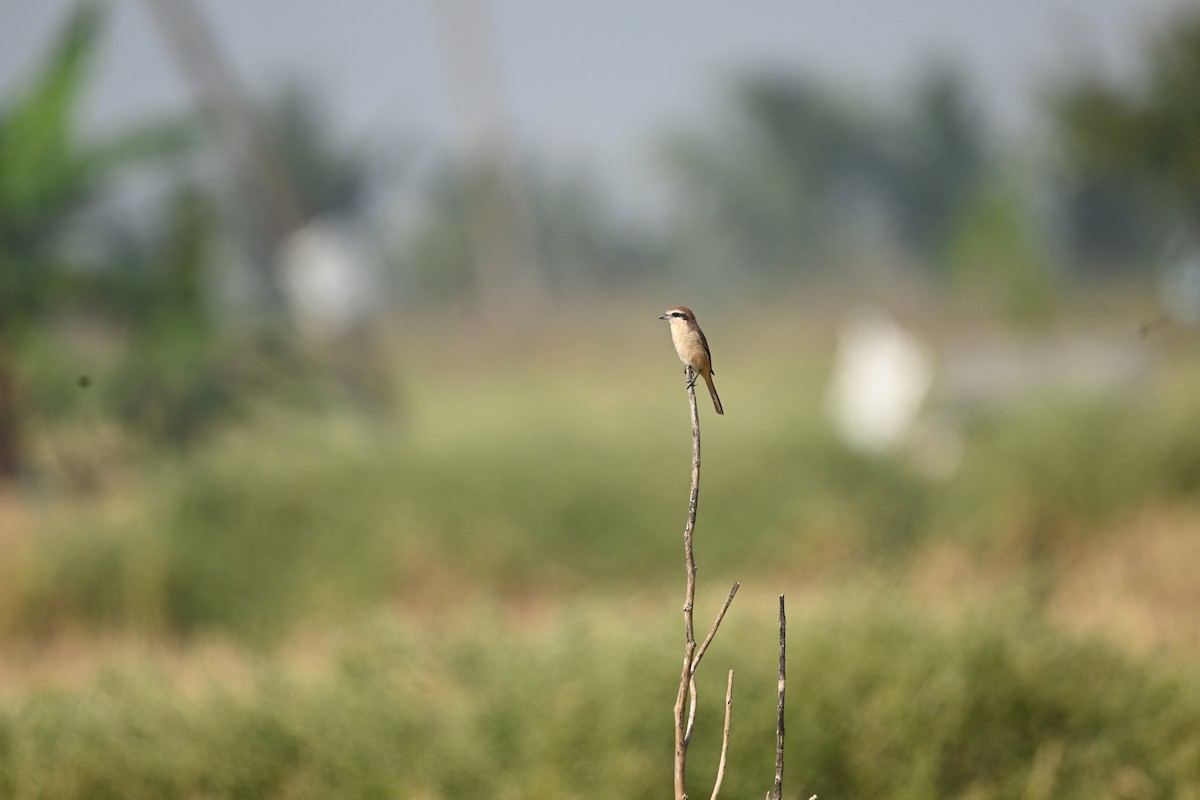 Antzandobi arrea - ML646221467