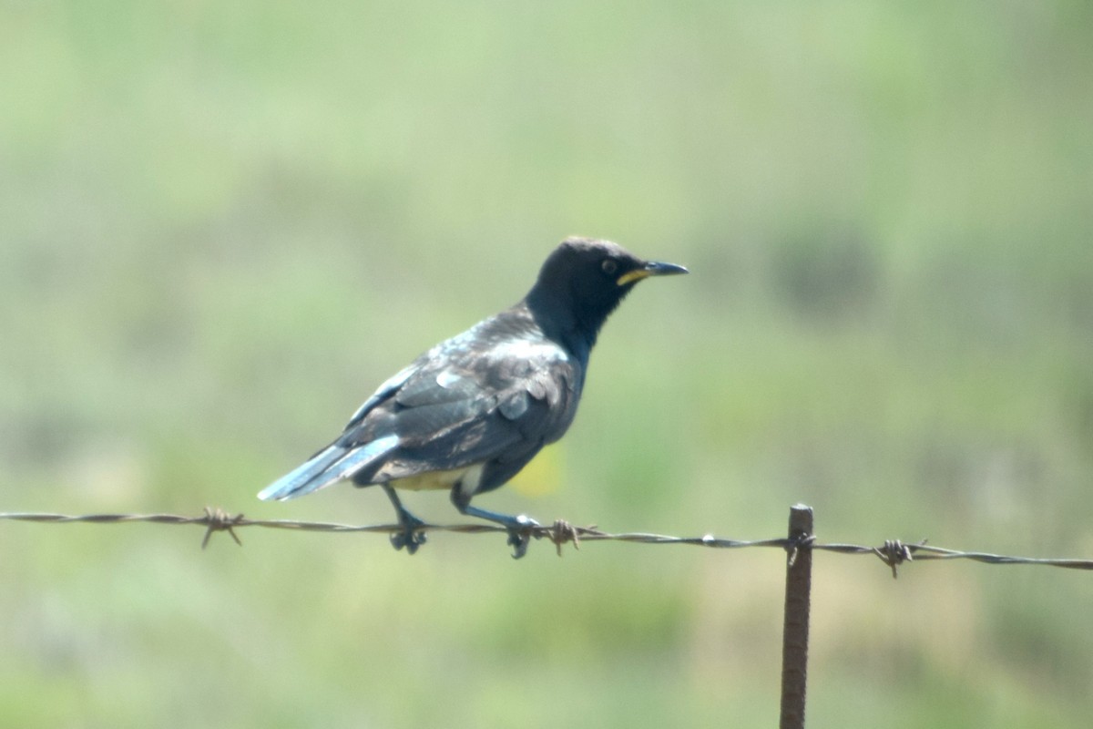 African Pied Starling - ML646221468