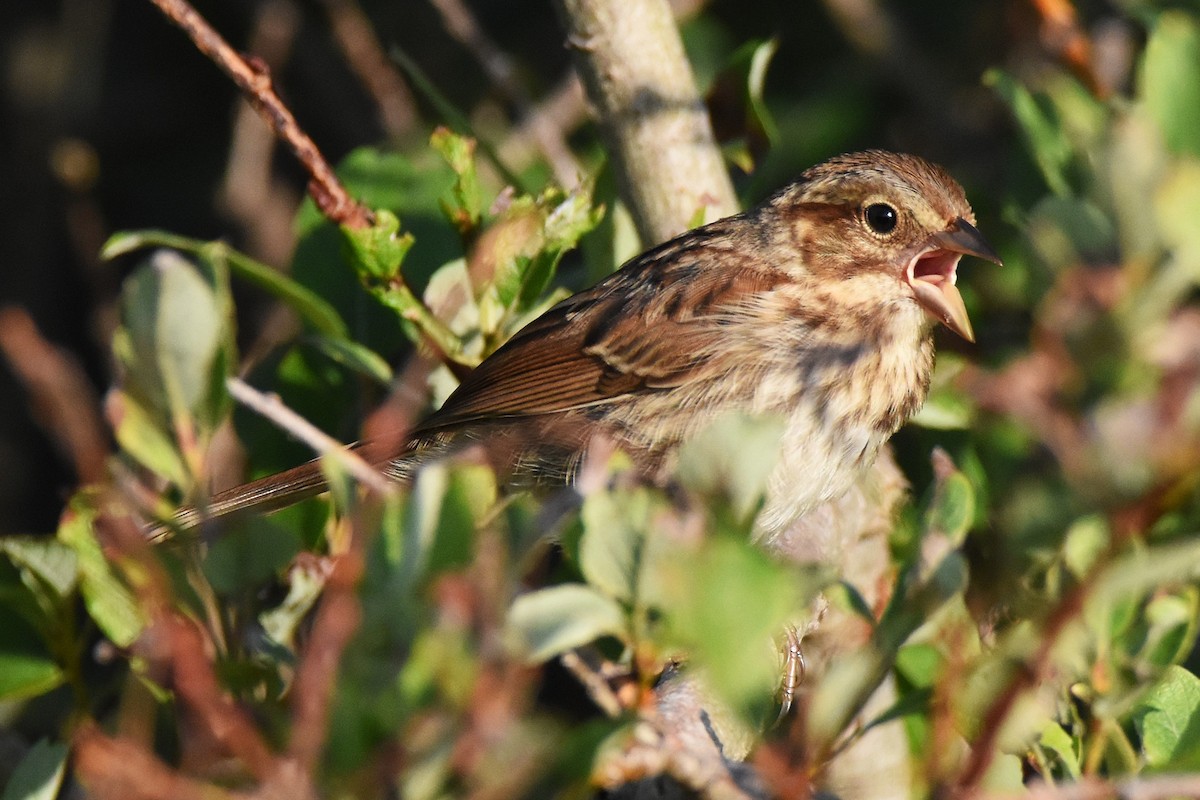 Song Sparrow - ML646221469