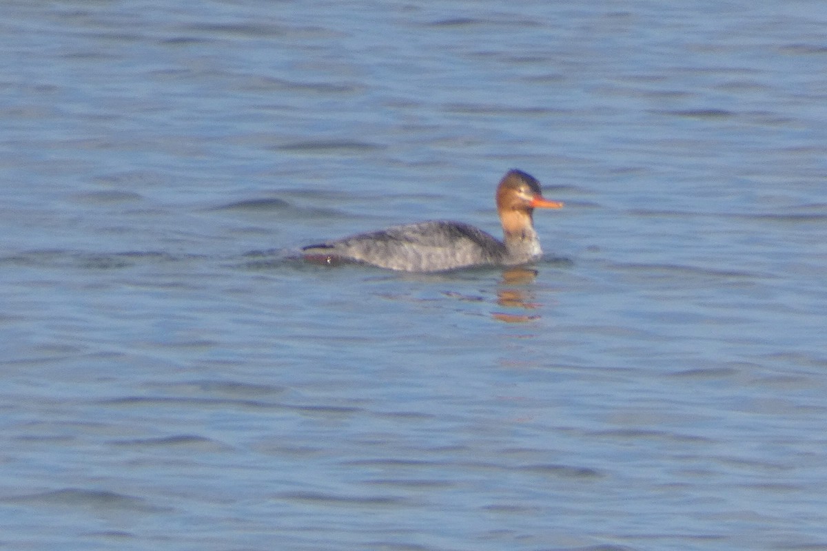 Zerra ertaina - ML646221470