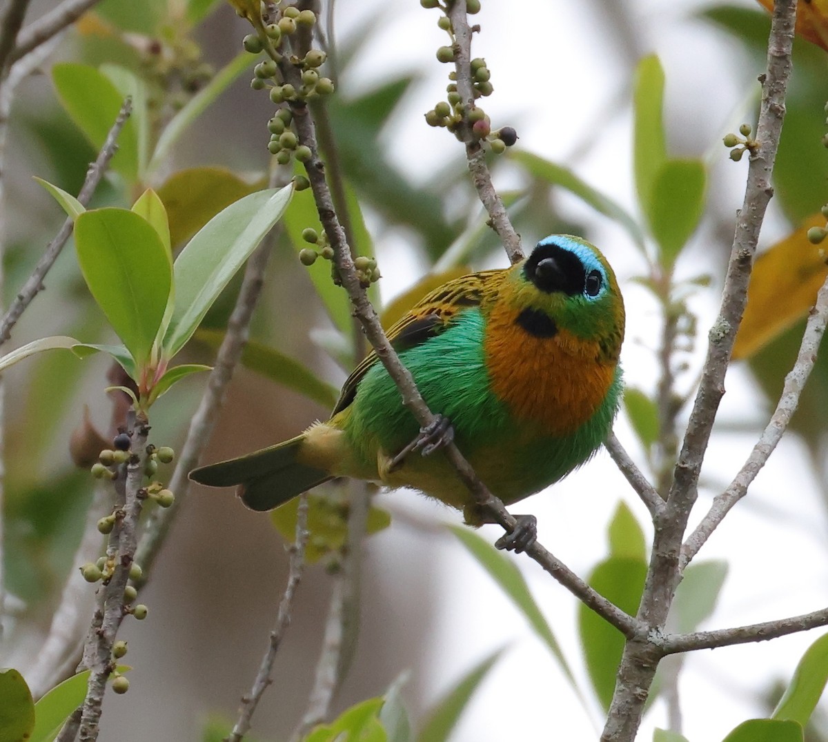 Brassy-breasted Tanager - ML646221471