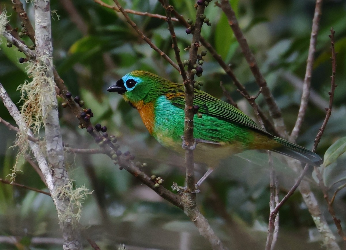 Brassy-breasted Tanager - ML646221472