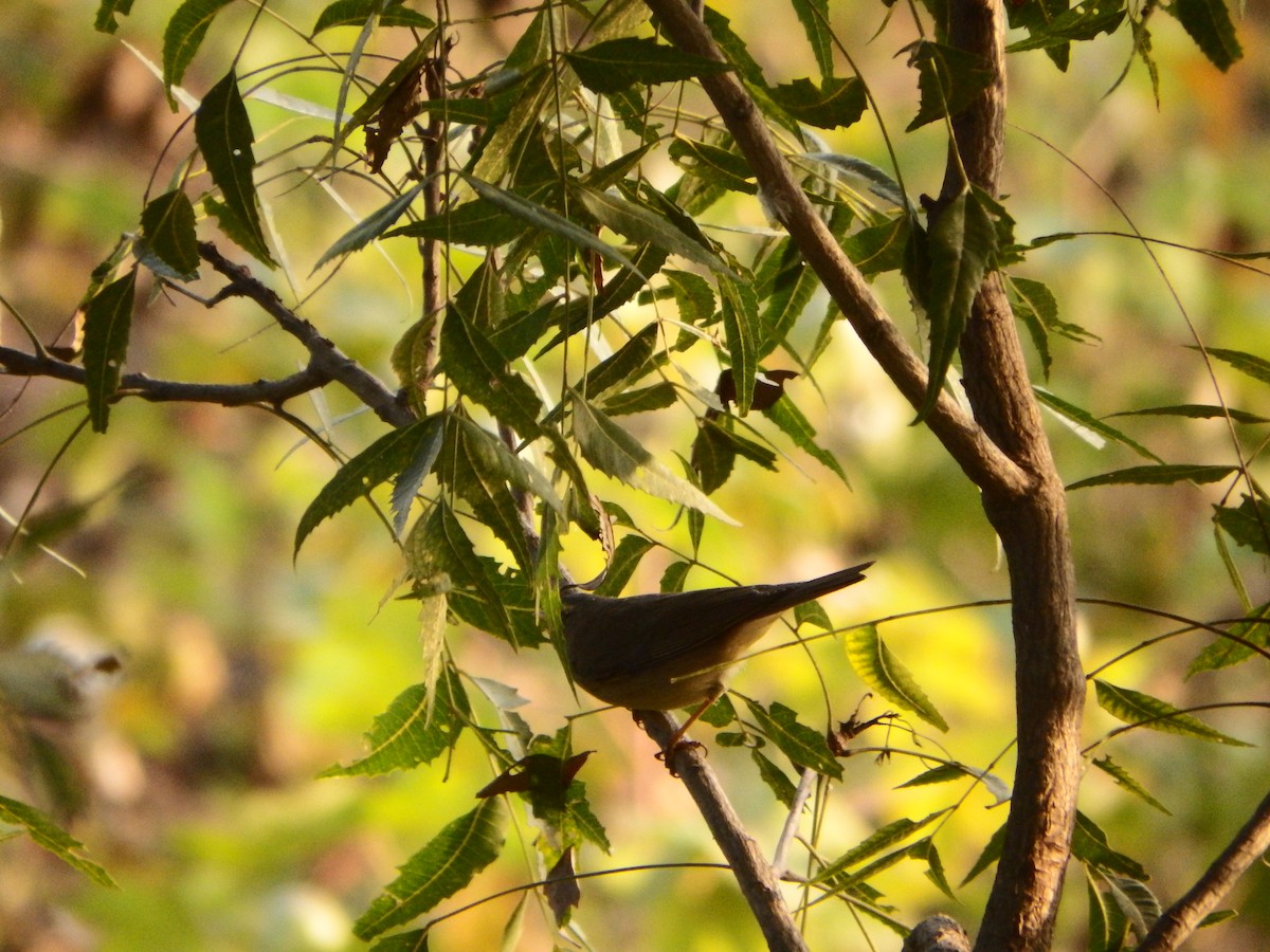 Txio pamirtarra - ML646221473