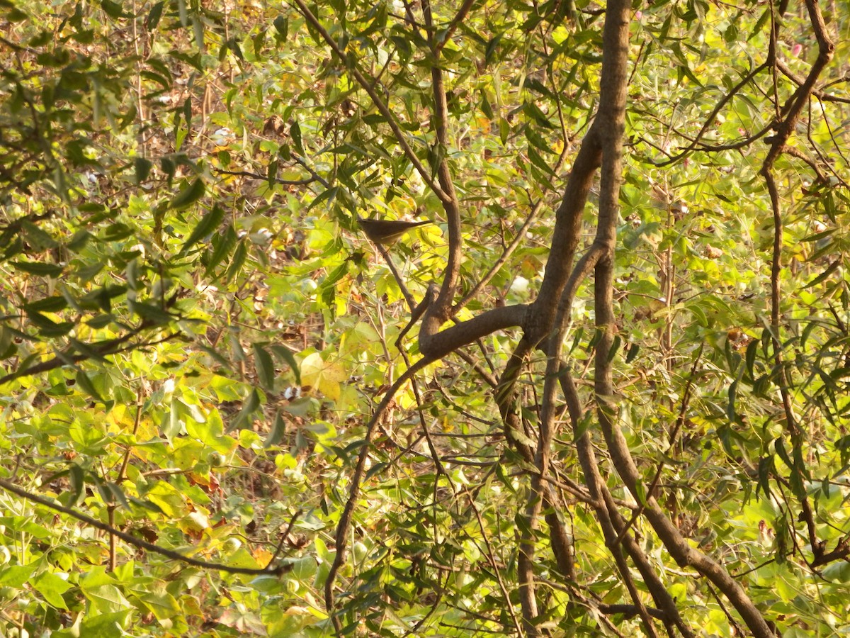 Sulphur-bellied Warbler - ML646221474