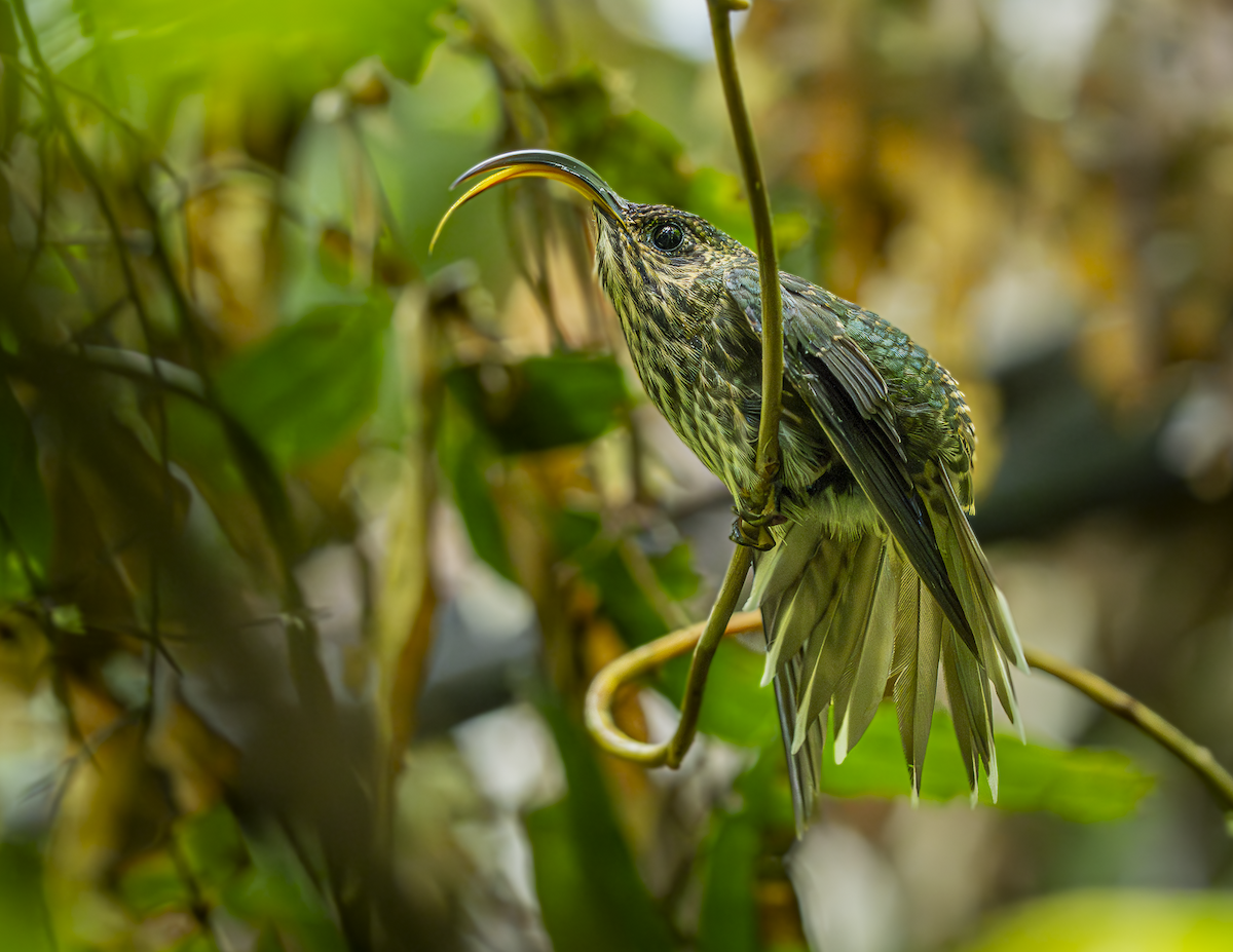 White-tipped Sicklebill - ML646221475