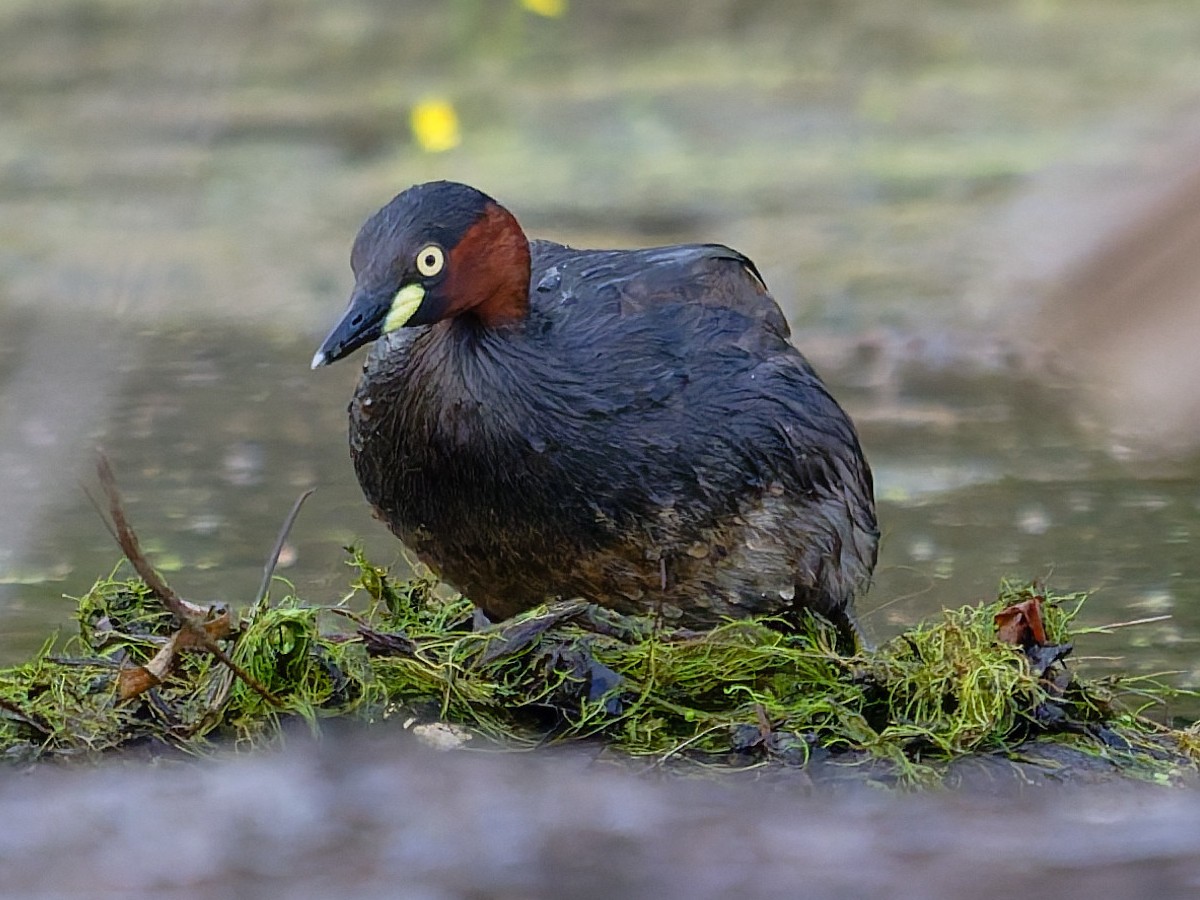 Little Grebe - ML646221477