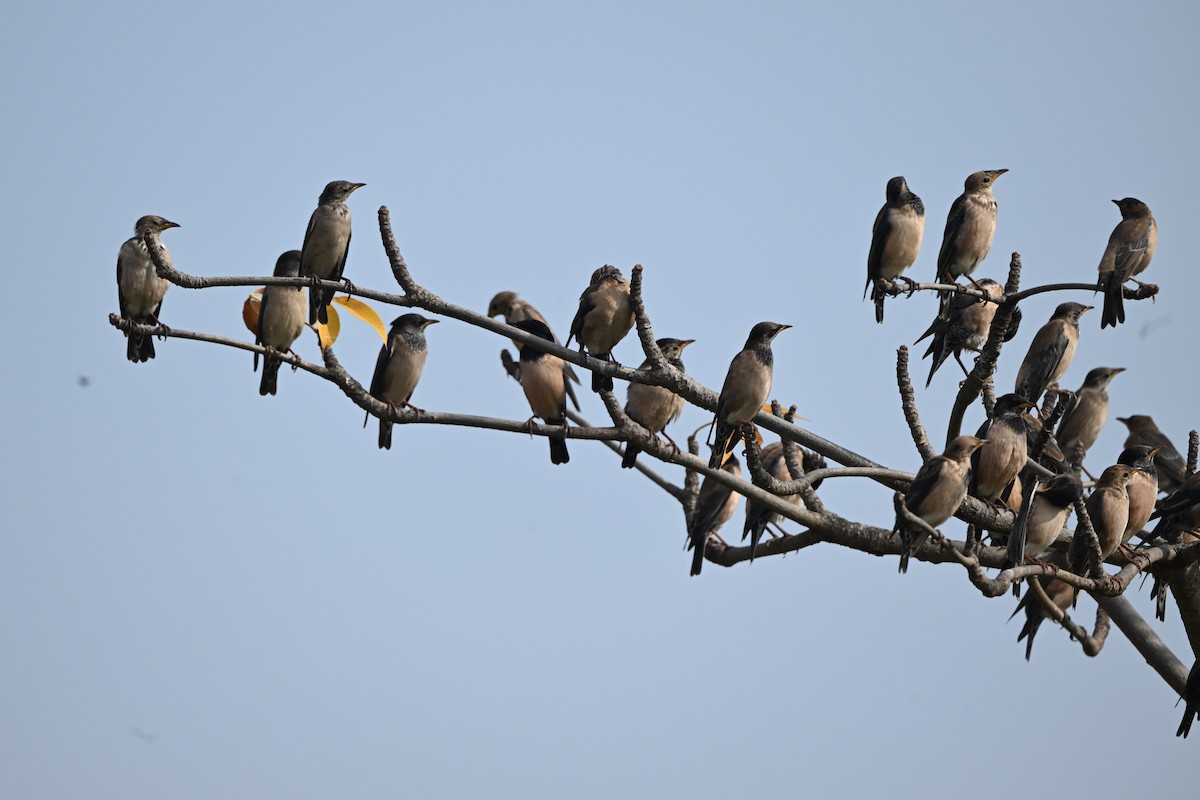 Rosy Starling - ML646221478