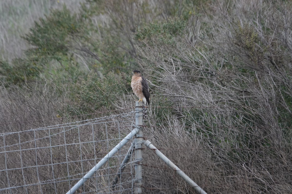 Cooper's Hawk - ML646221480