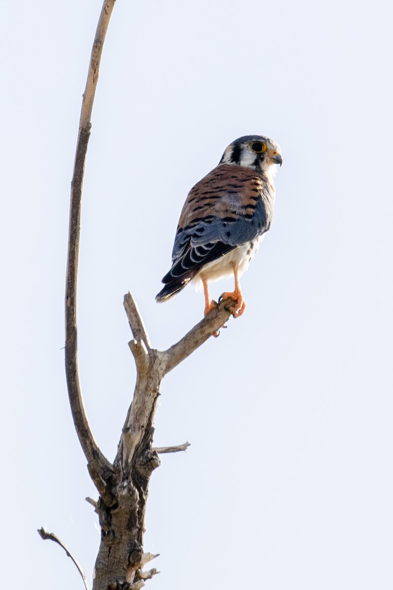 American Kestrel - ML646221482