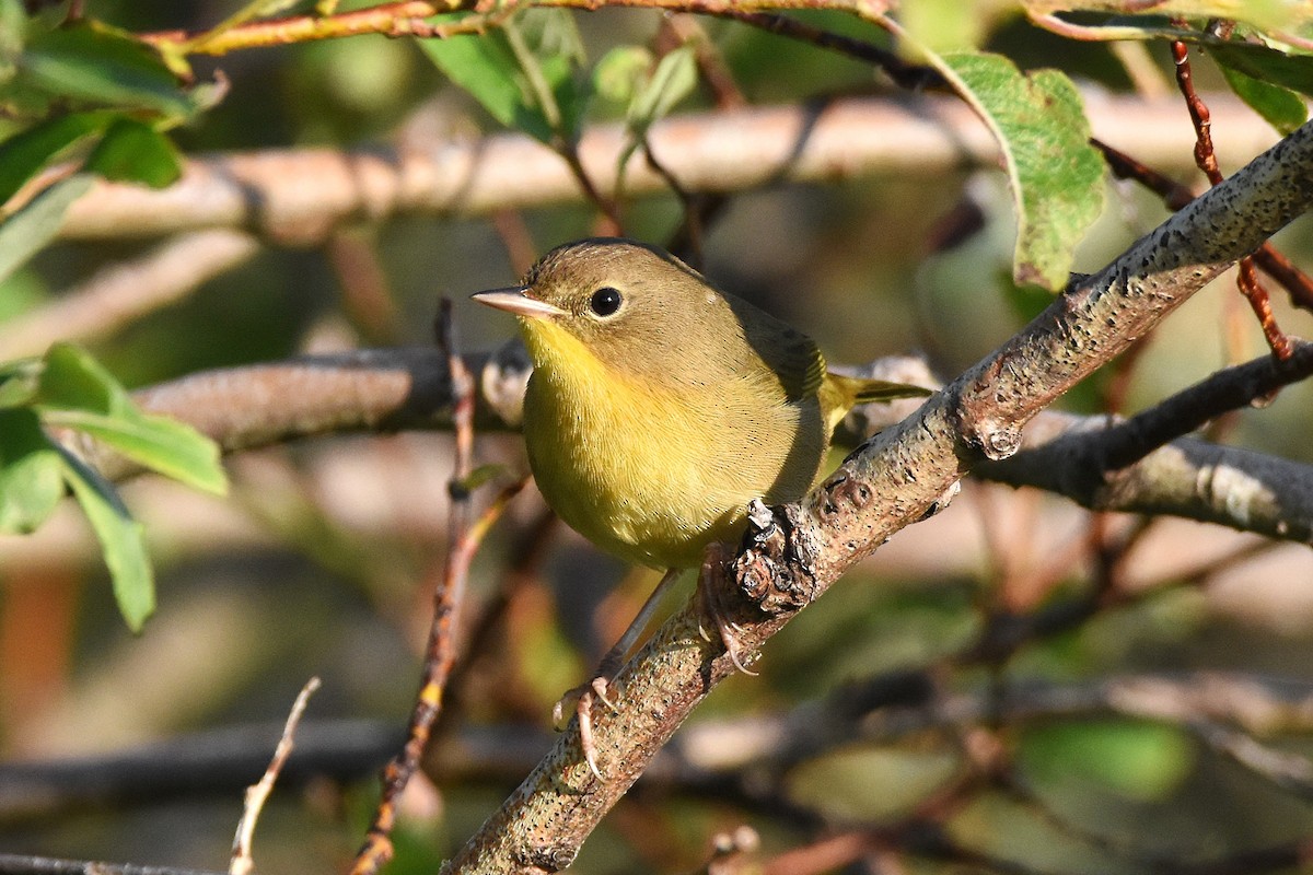Common Yellowthroat - ML646221485