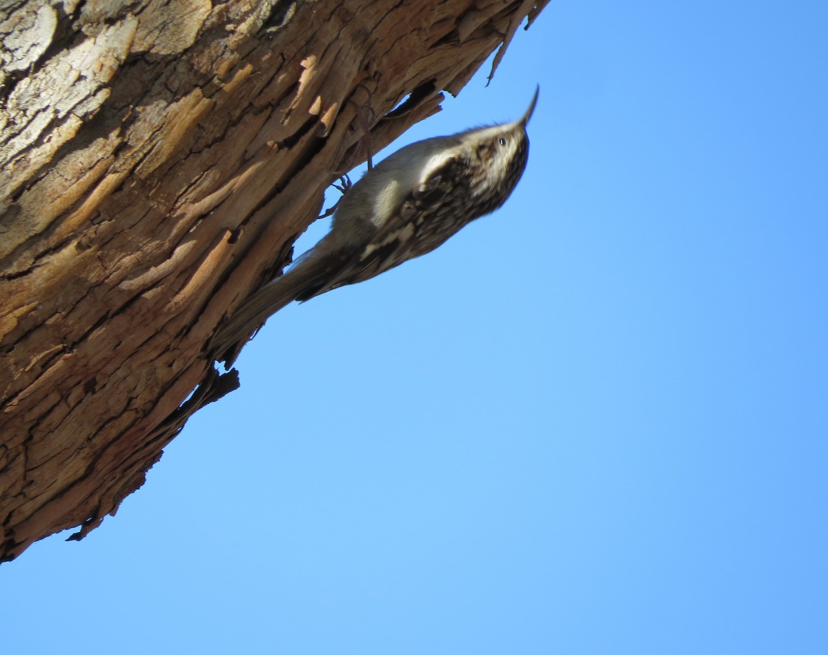 Brown Creeper - ML646221486