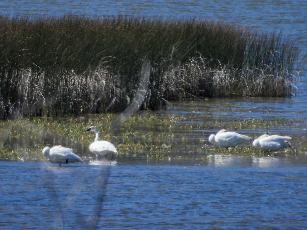 Trumpeter Swan - ML646221489