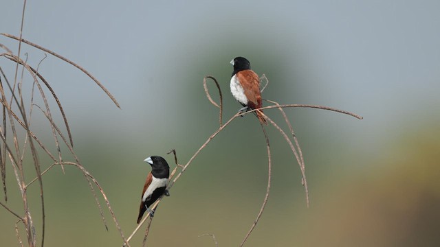 Tricolored Munia - ML646221492