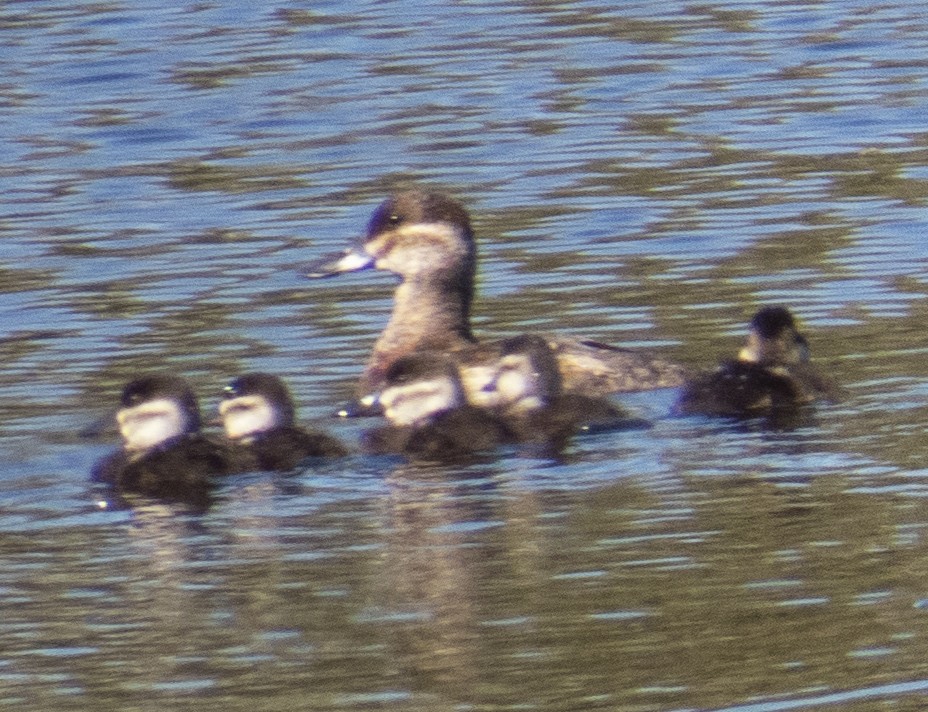 Ruddy Duck - ML646221493