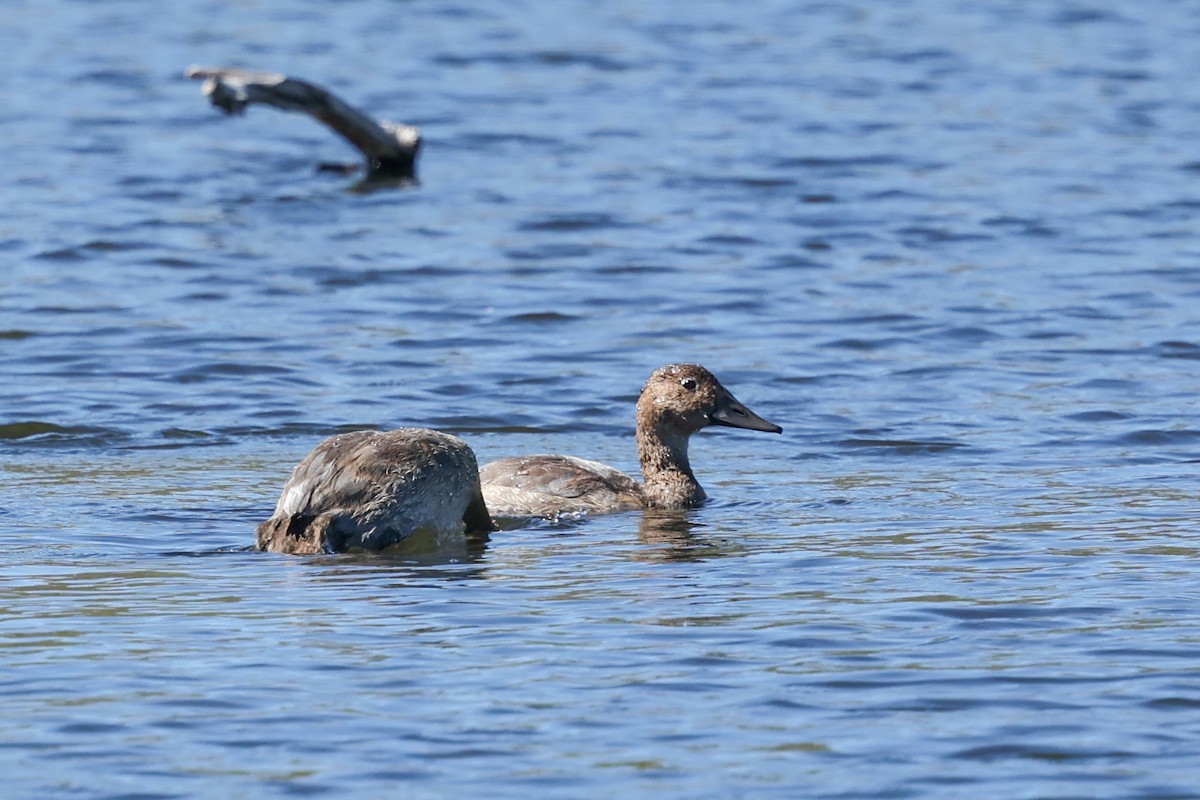 Murgilari bizkarzuria - ML646221494