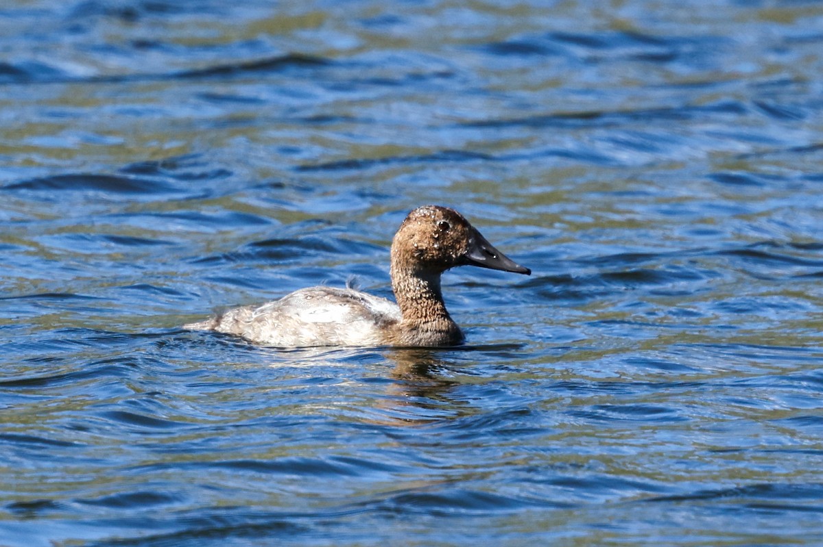 Murgilari bizkarzuria - ML646221495