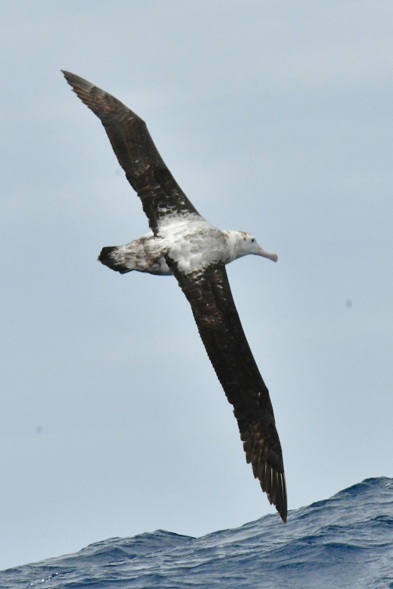 Snowy Albatross - ML646221498