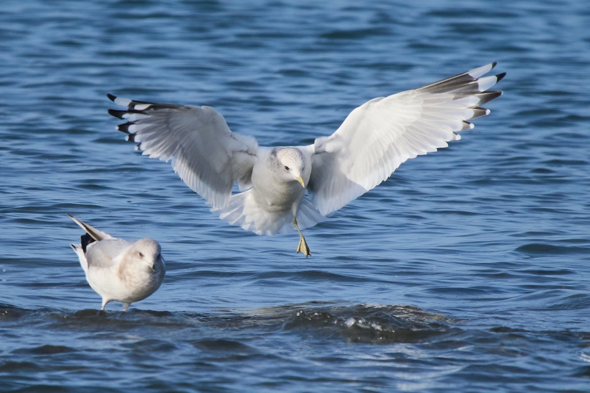 racek aljašský - ML646221499