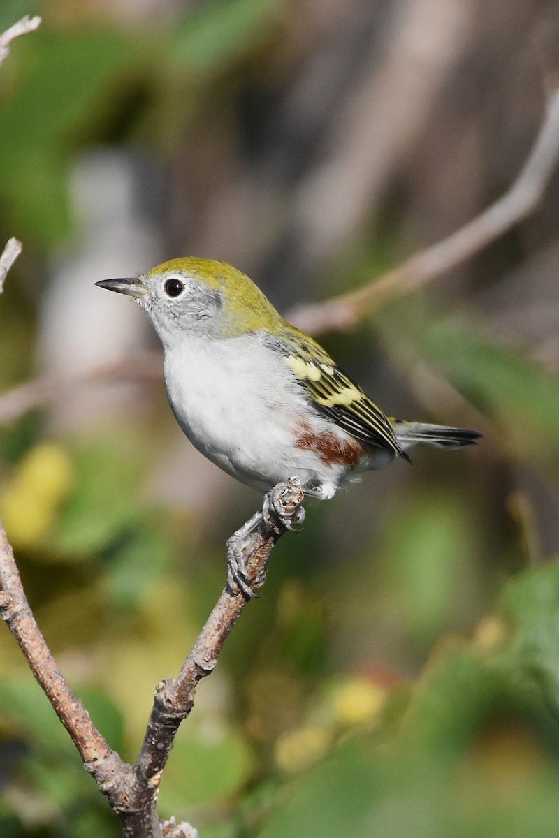 Kestane Omuzlu Ötleğen - ML646221500