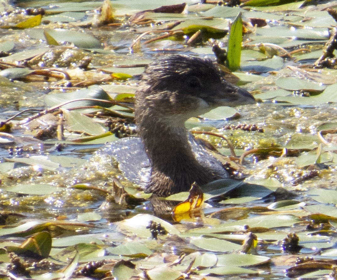 Pied-billed Grebe - ML646221501