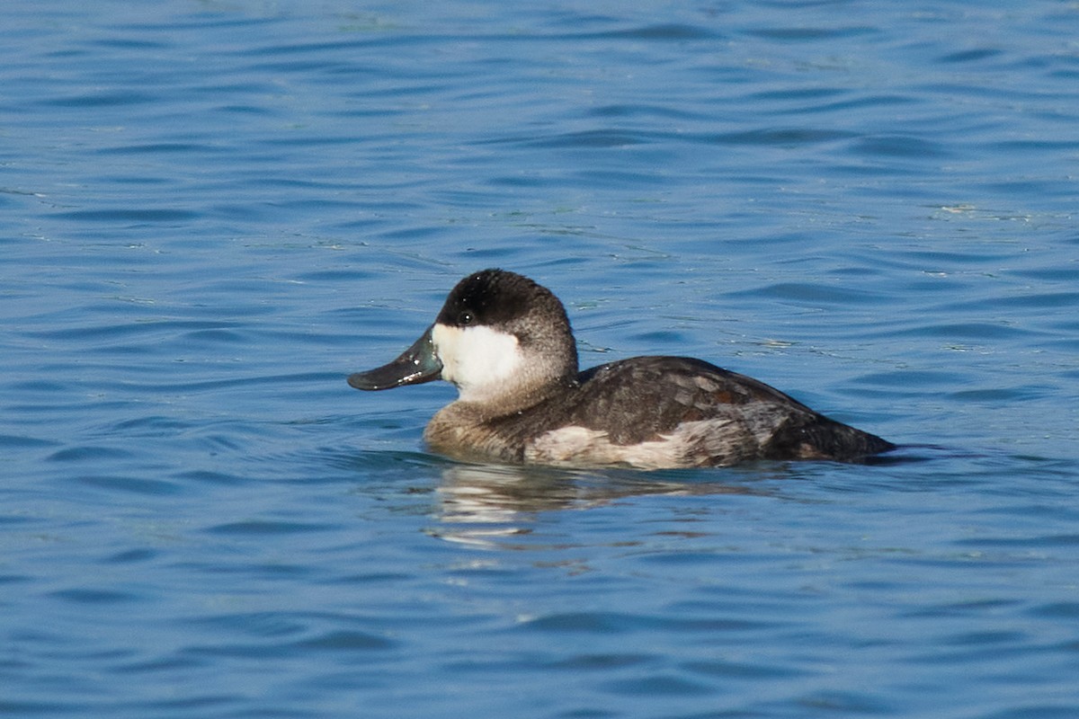 kachnice kaštanová - ML646221503