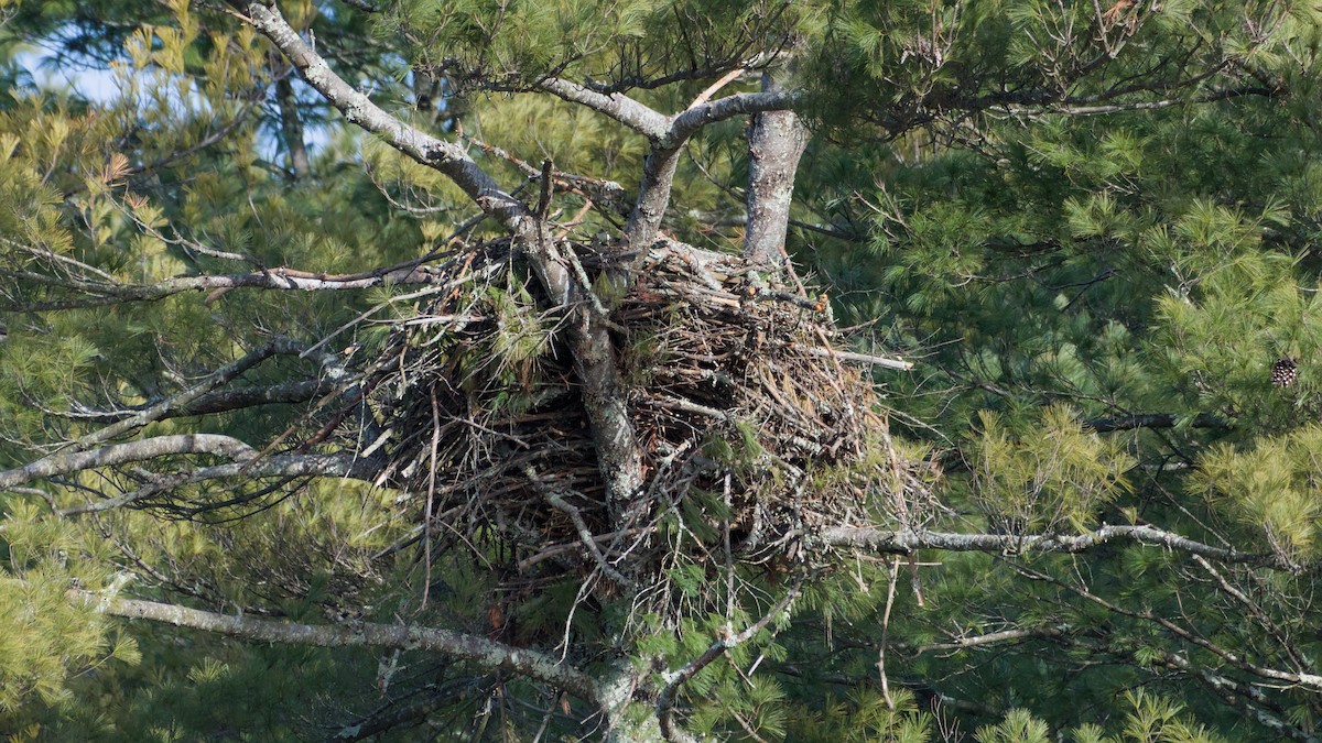 Pygargue à tête blanche - ML646221505