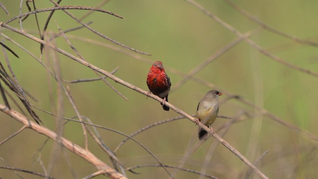 Red Avadavat - ML646221506