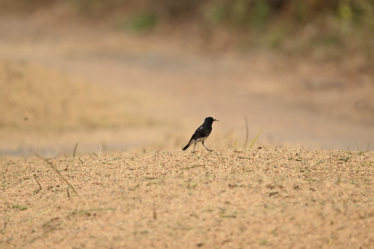Pied Bushchat - ML646221507
