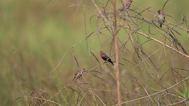 Red Avadavat - ML646221508