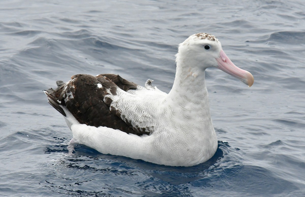 Antipodean Albatross (Gibson's) - ML646221509