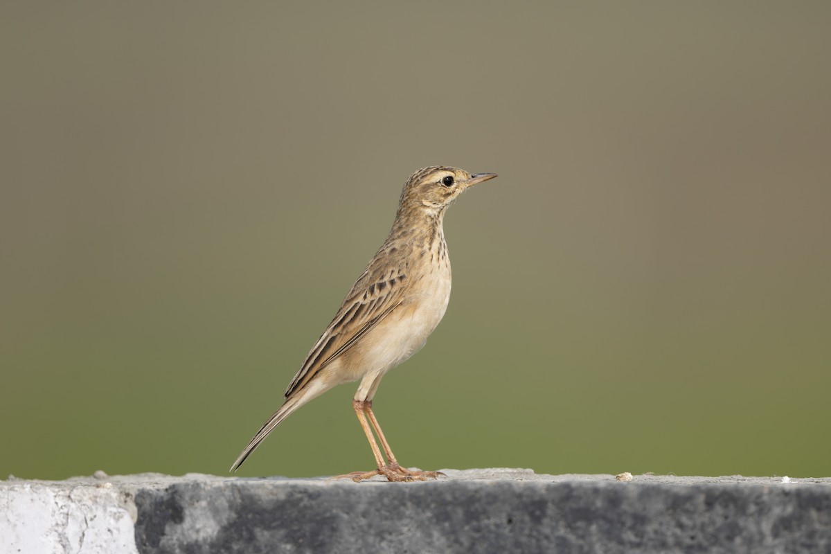 Paddyfield Pipit - ML646221515