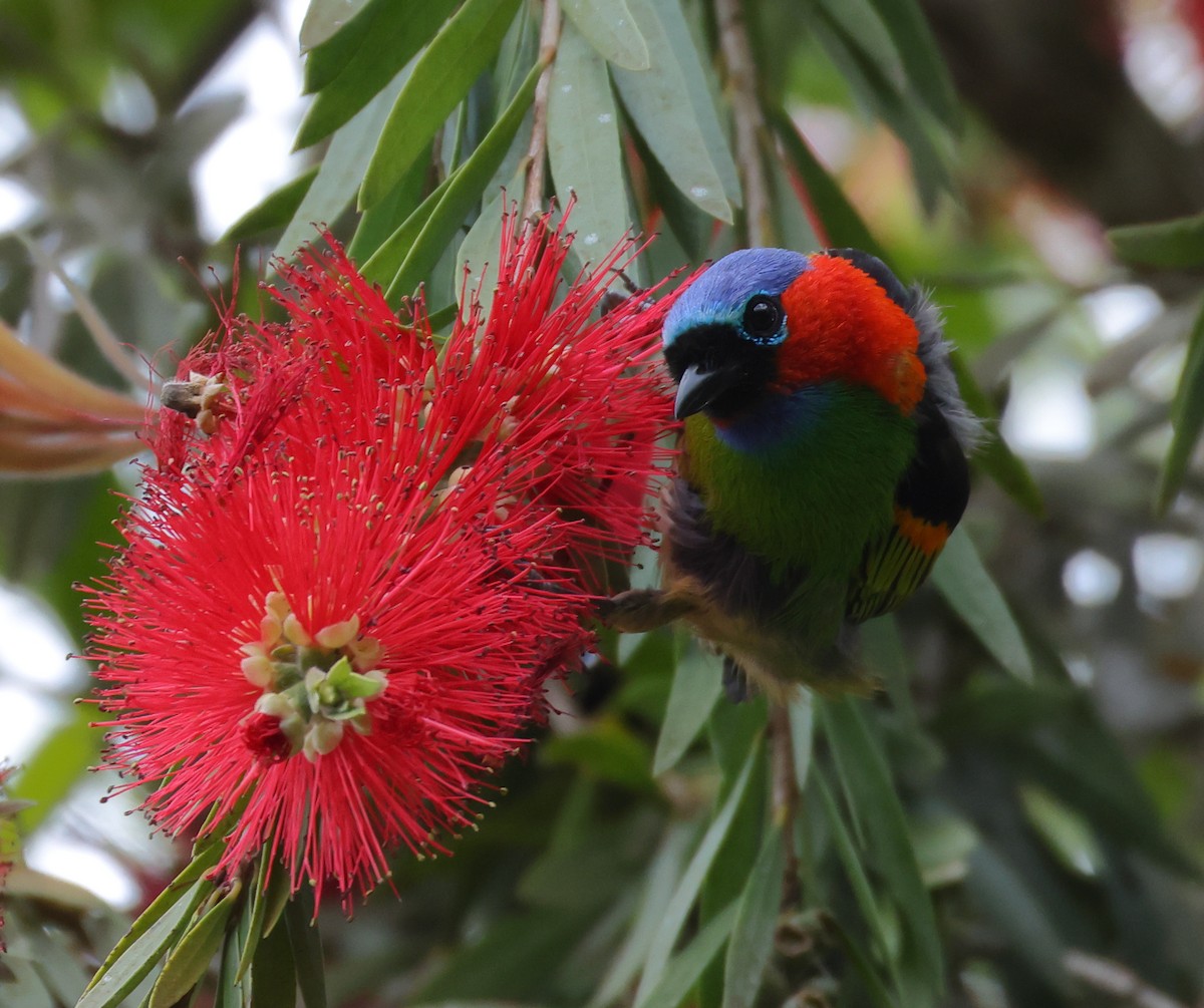 Red-necked Tanager - ML646221516