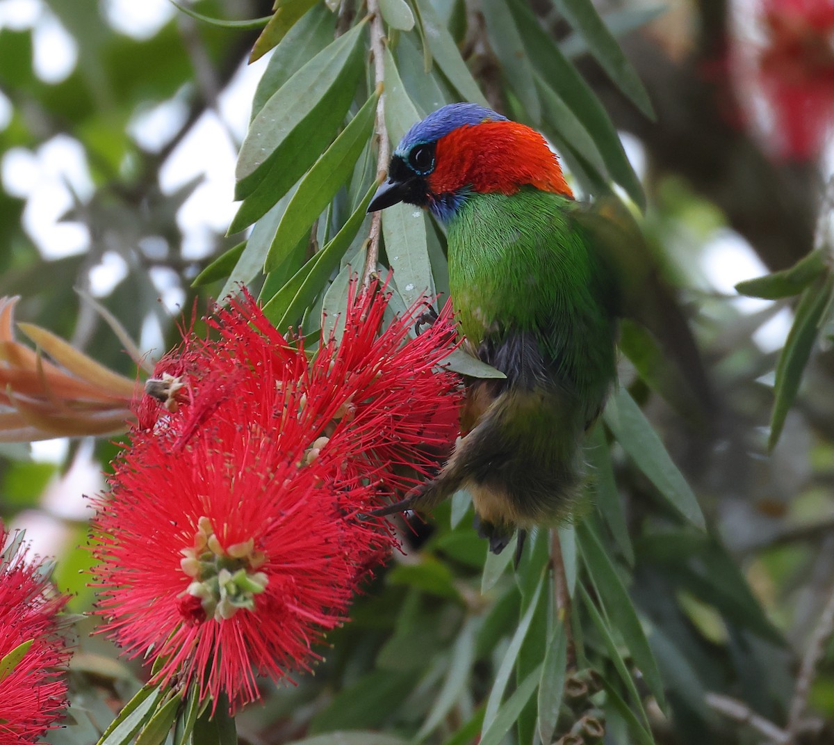 Red-necked Tanager - ML646221517