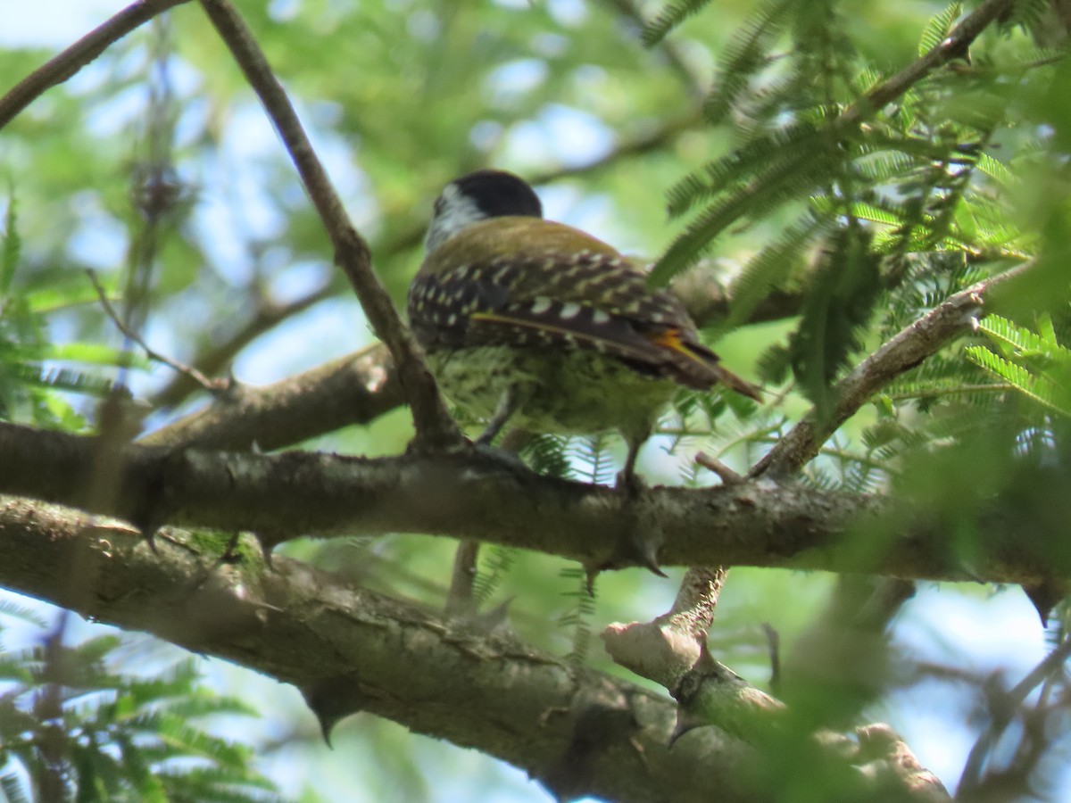 Cardinal Woodpecker - ML646221519