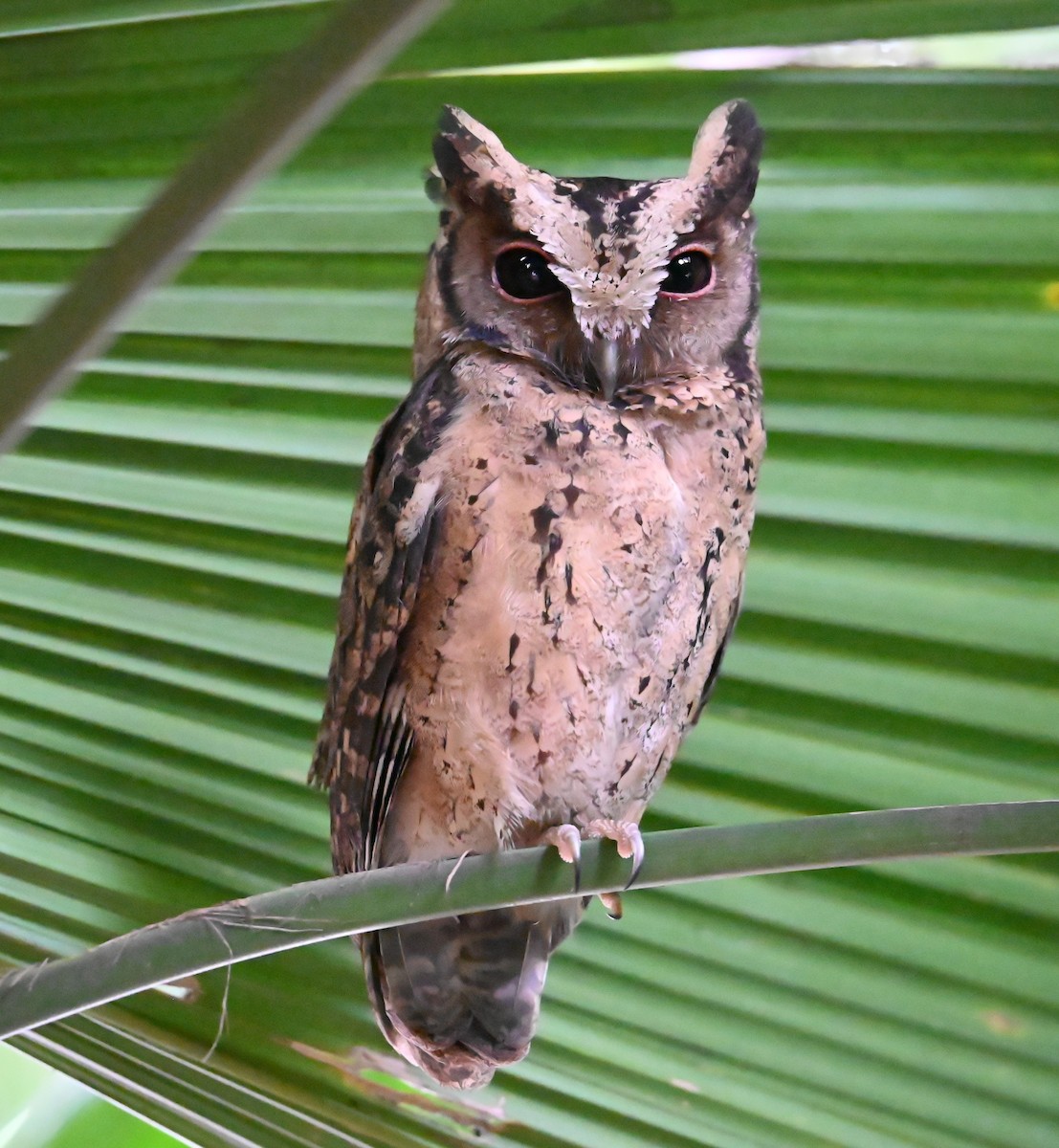 Collared Scops-Owl - ML646221526