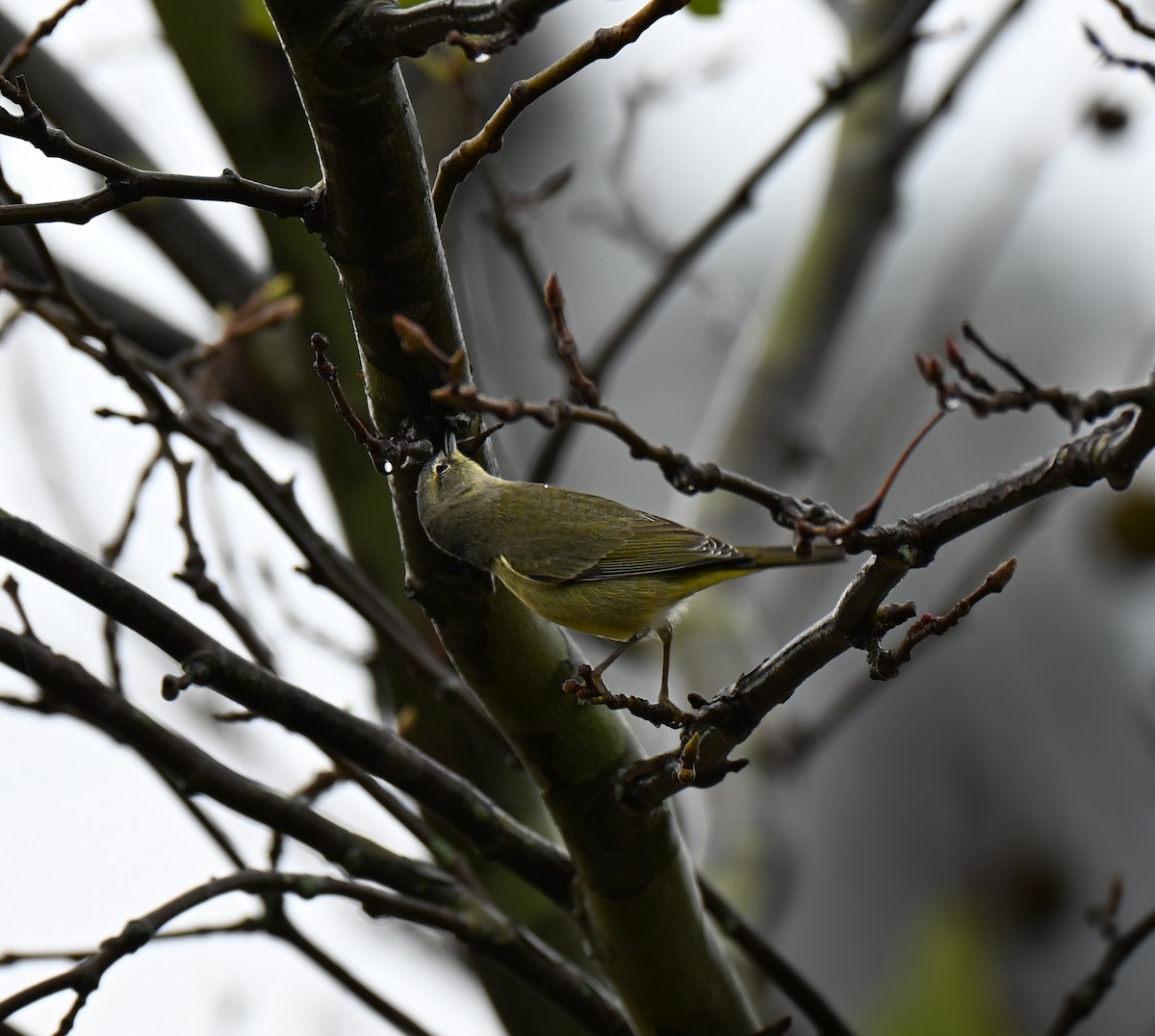 Orange-crowned Warbler - ML646221534