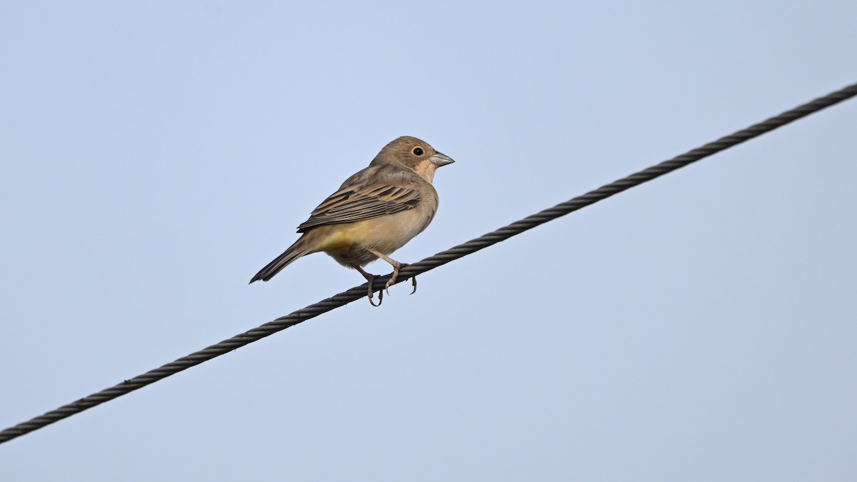 Red-headed Bunting - ML646221536