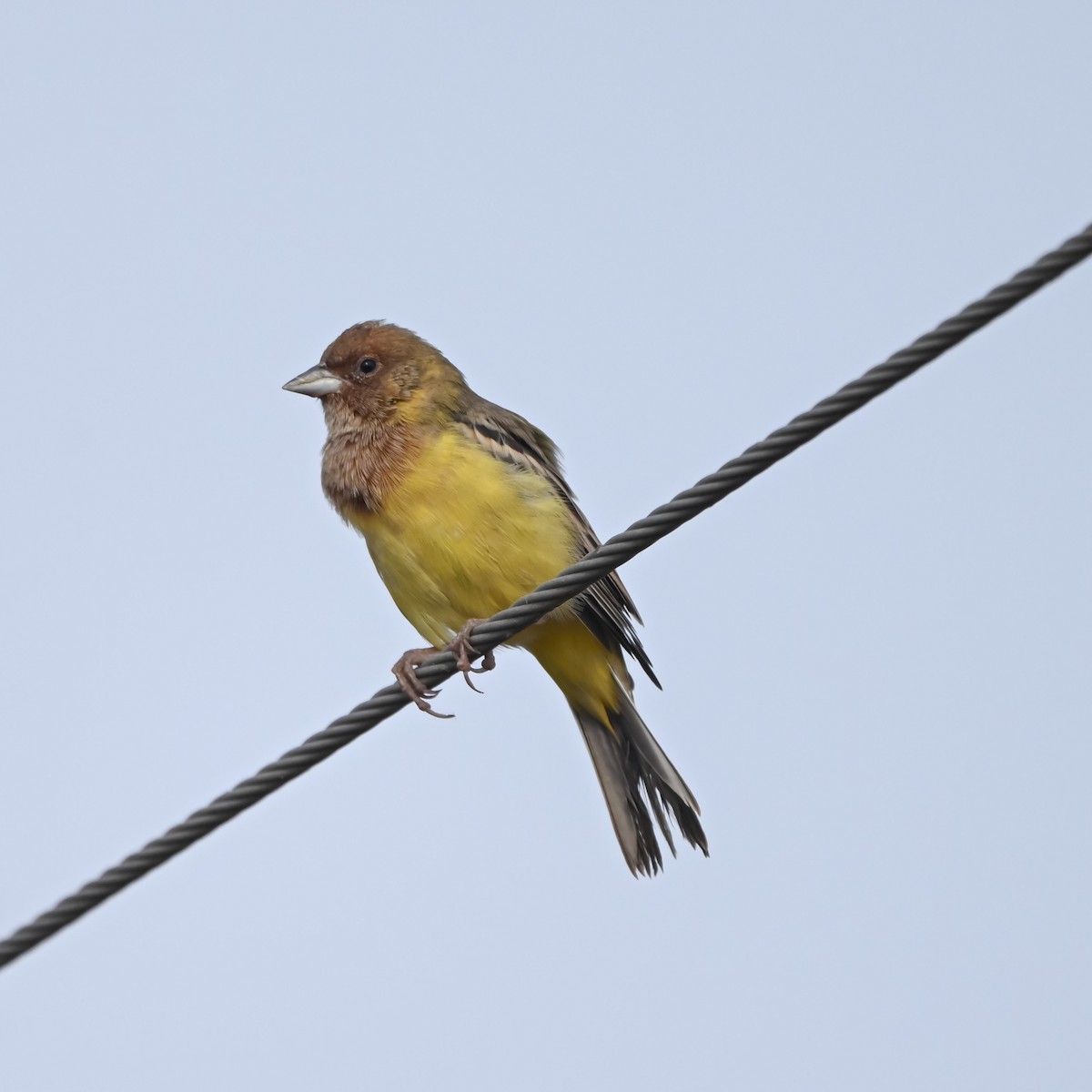 Red-headed Bunting - ML646221537