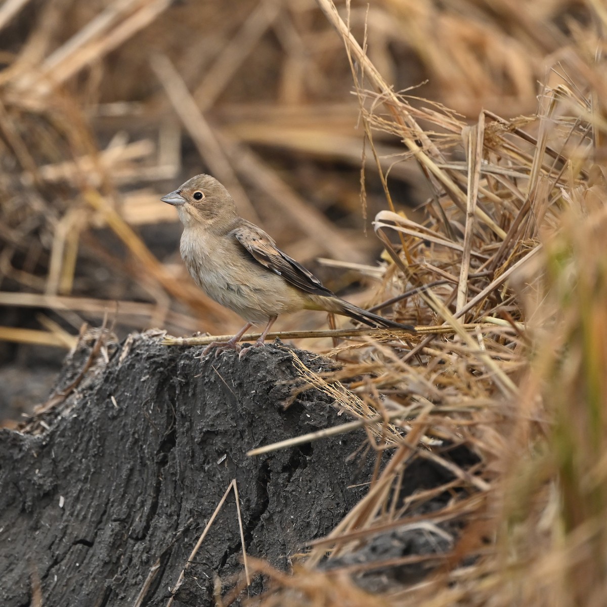 Red-headed Bunting - ML646221538