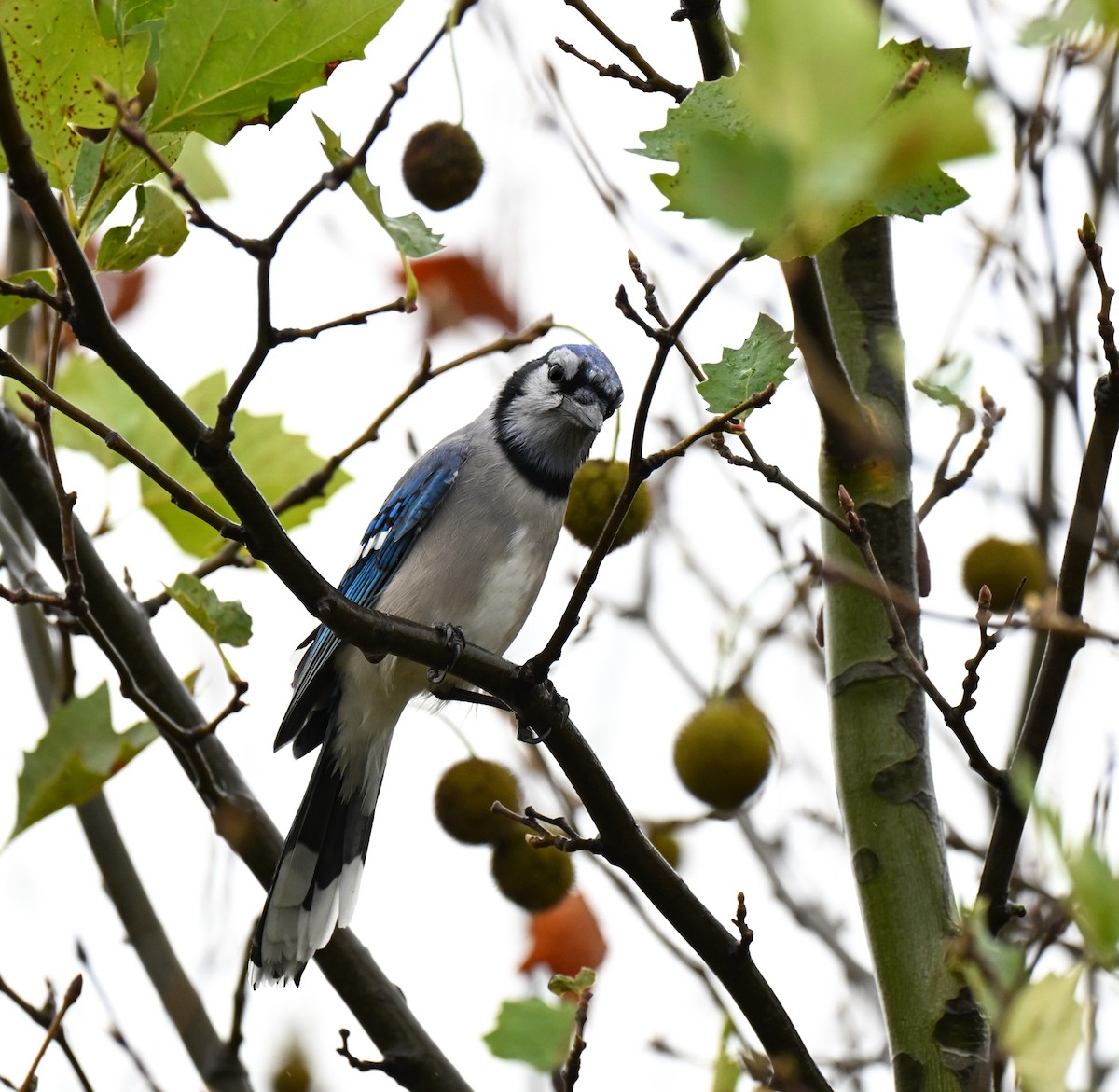 Blue Jay - ML646221539