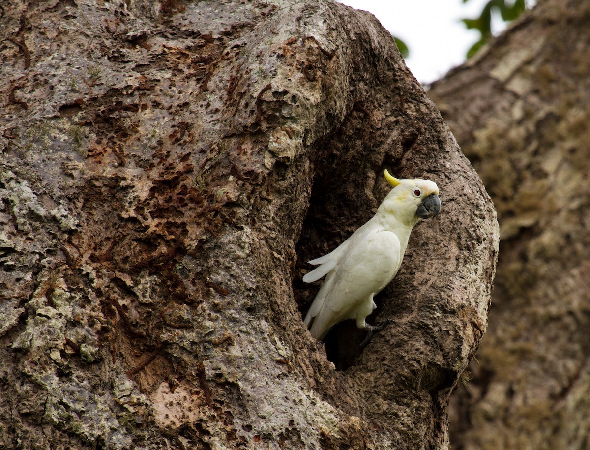 Yellow-crested Cockatoo - ML646221540