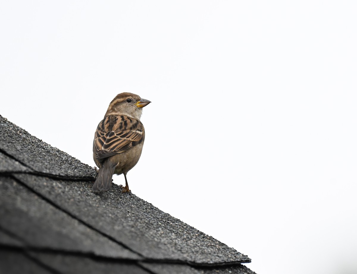 דרור הבית - ML646221541