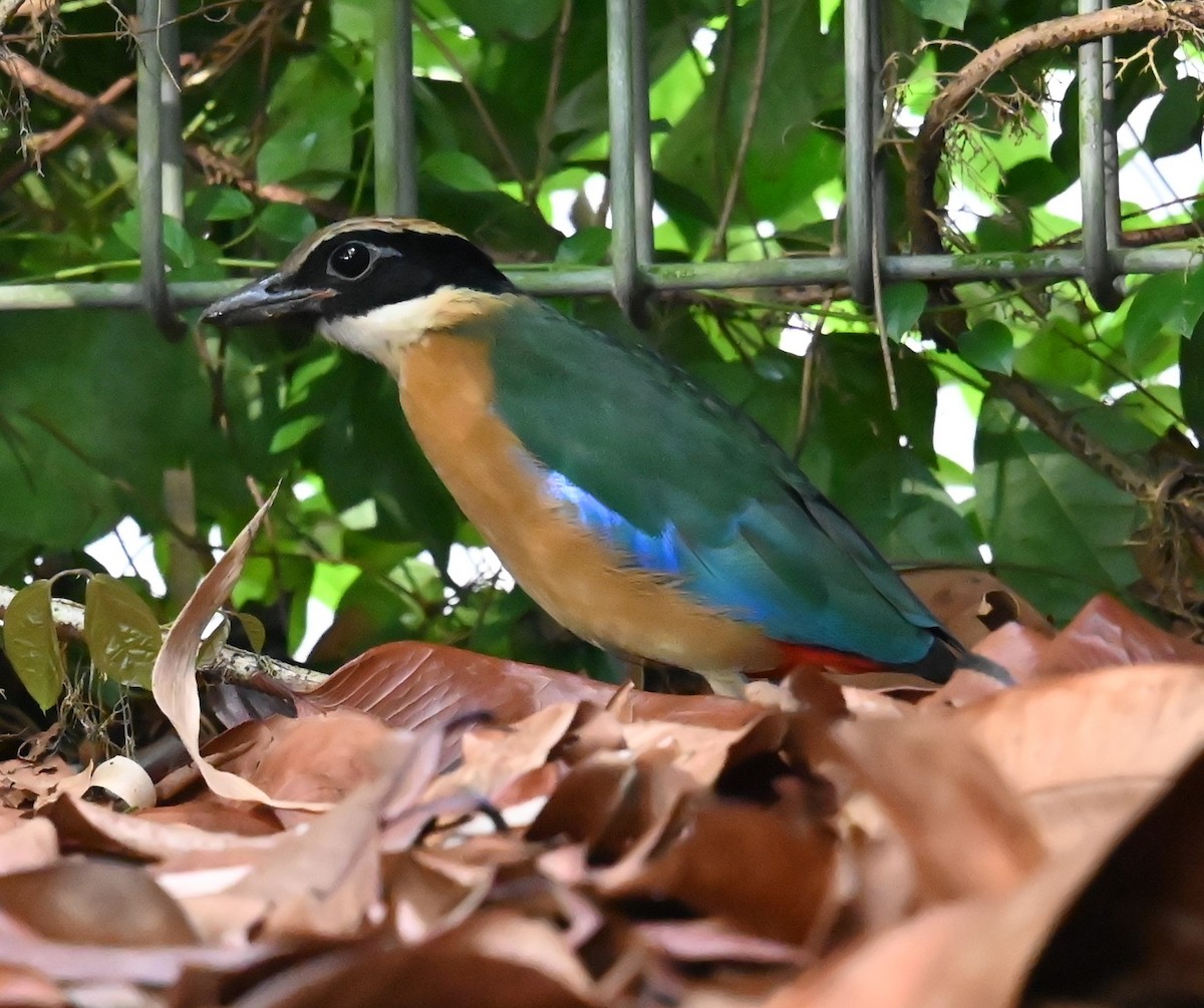 Blue-winged Pitta - ML646221544