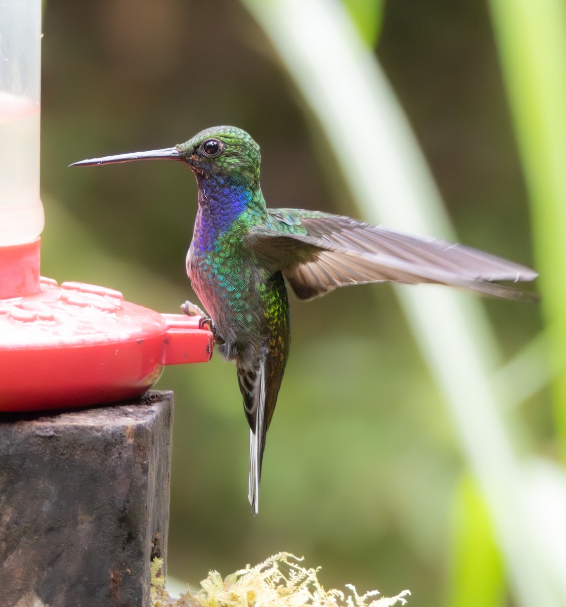 Green-backed Hillstar - ML646221546