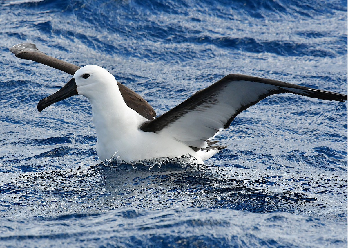 Indian Yellow-nosed Albatross - ML646221548