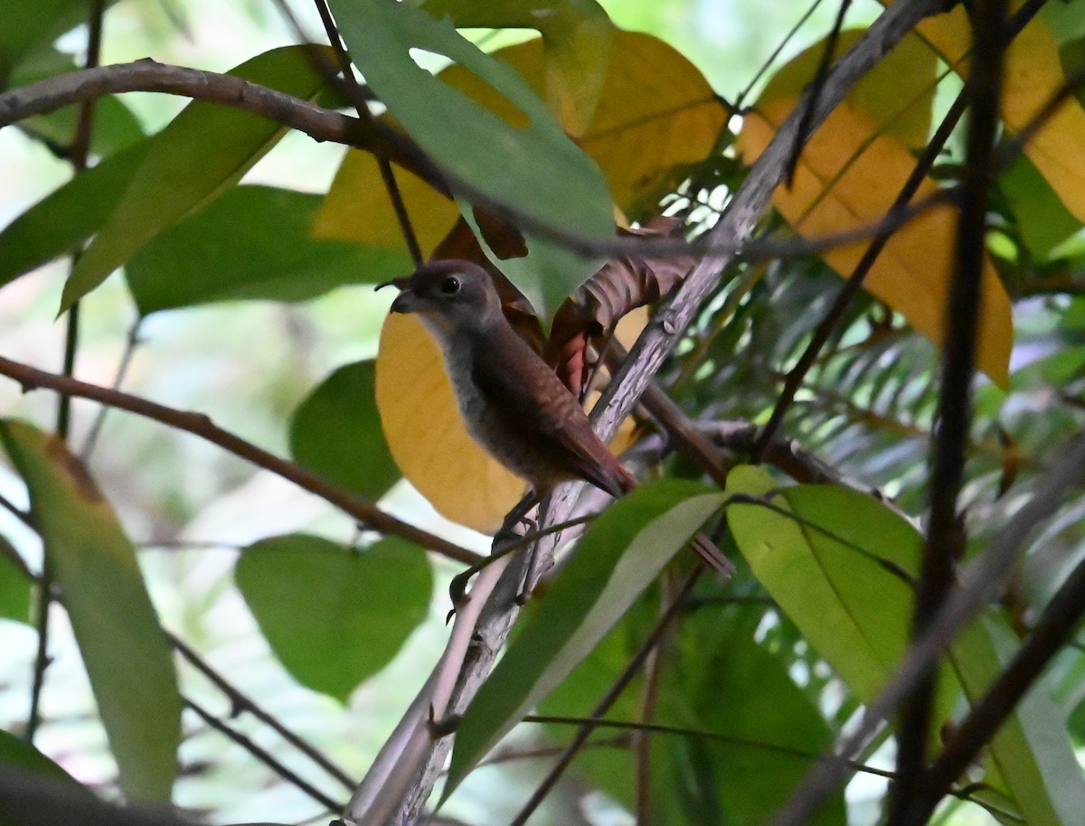 Tiger Shrike - ML646221551