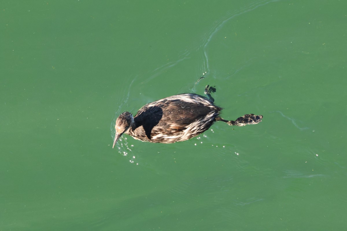 potápka černokrká - ML646221561