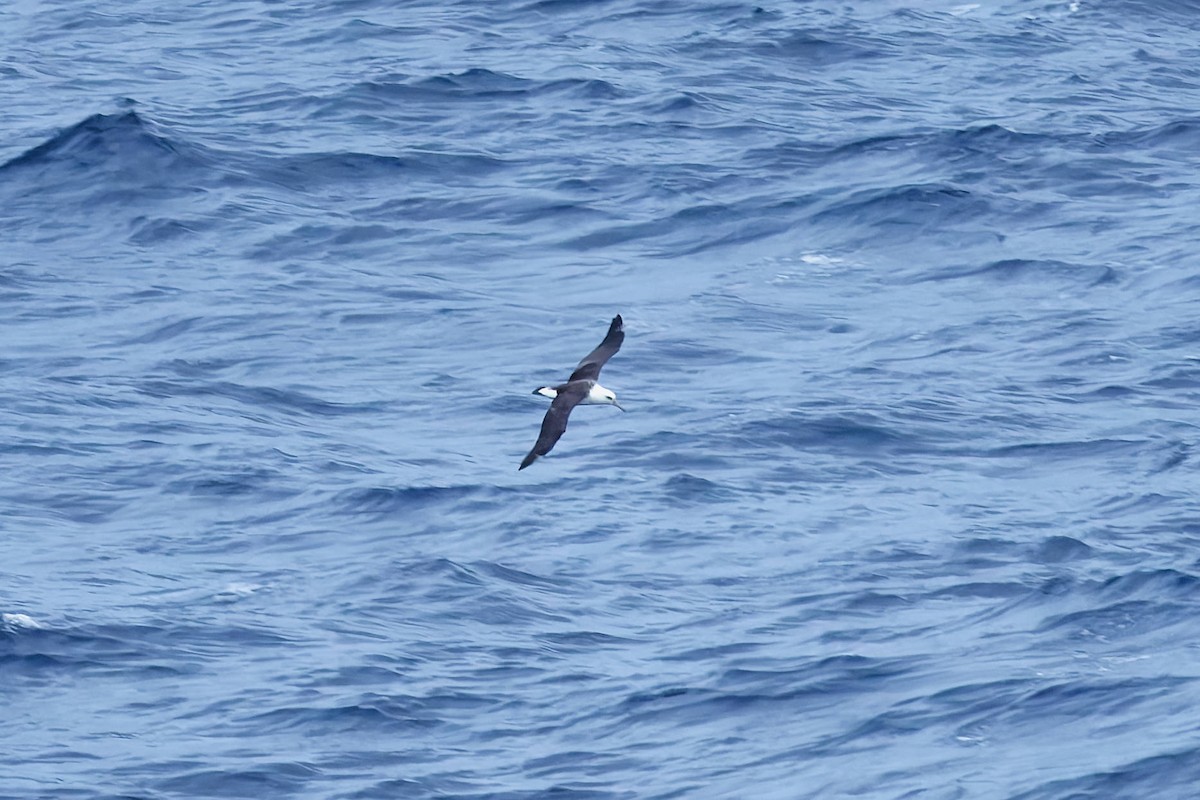 Laysan Albatross - ML646221562