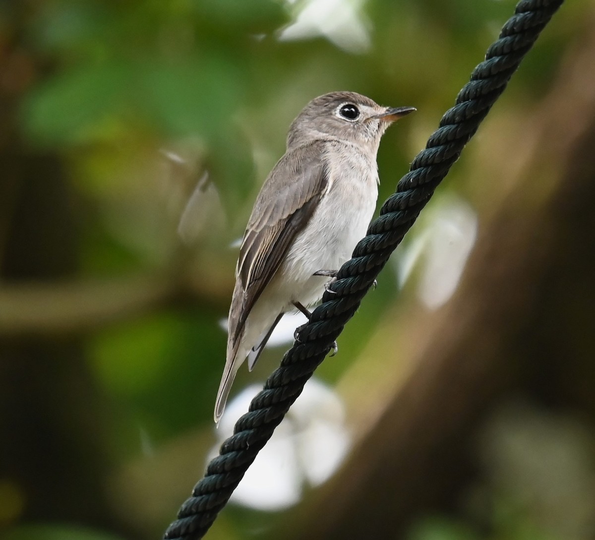 Asian Brown Flycatcher - ML646221565