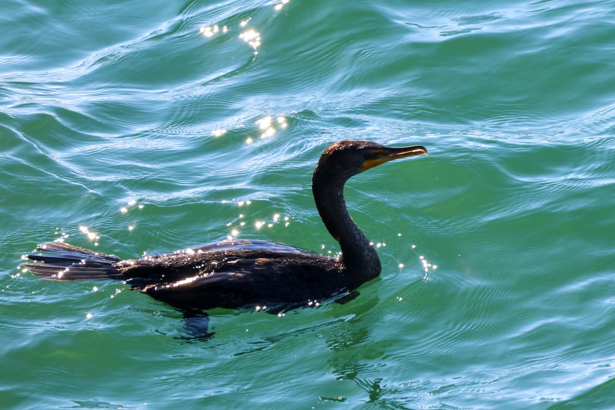 Ушастый баклан - ML646221566